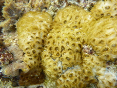 Palythoa
