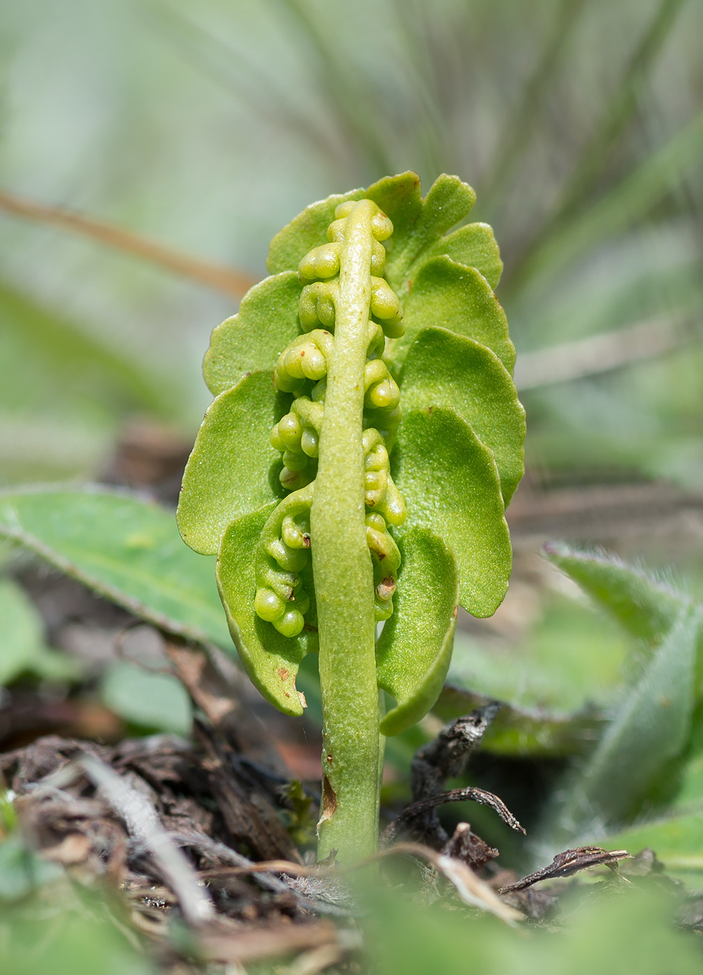 Botrychium lunaria