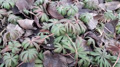 Geranium linearilobum