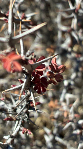 Rosa sericea, photograph 2