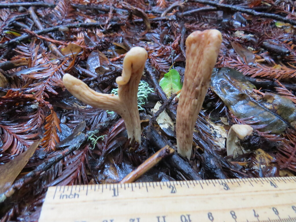 Clavariadelphus occidentalis
