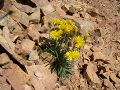 Crepis chrysantha