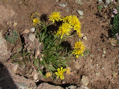 Crepis chrysantha