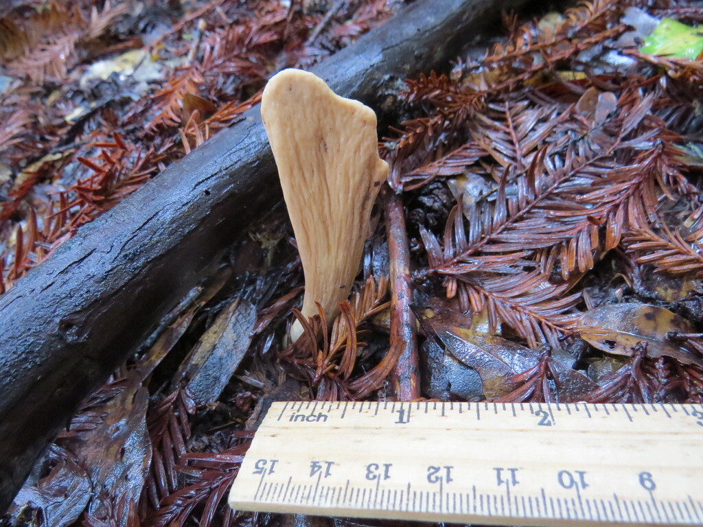 Clavariadelphus occidentalis · January 2026 · photo: © garth_harwood (iNaturalist, cc-by)