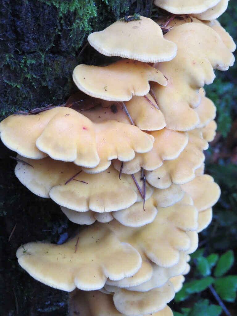 Phyllotopsis nidulans · January 2026 · photo: © garth_harwood (iNaturalist, cc-by)