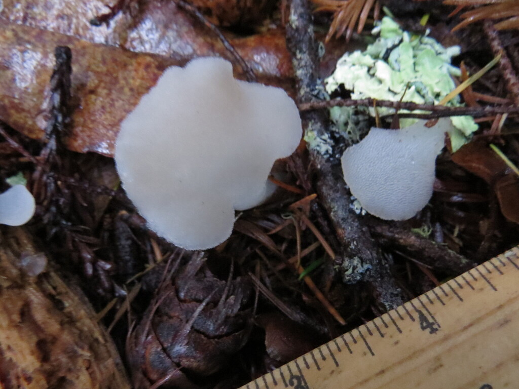 Pseudohydnum gelatinosum · January 2026 · photo: © garth_harwood (iNaturalist, cc-by)