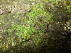Fossombronia himalayensis