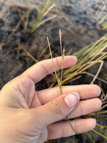 few-seeded sedge (Carex oligosperma)
