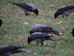 Corvus cornix
