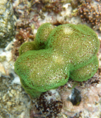 Porites panamensis