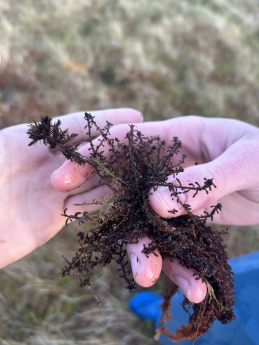 Sphagnum pylaesii, 2025-06-28