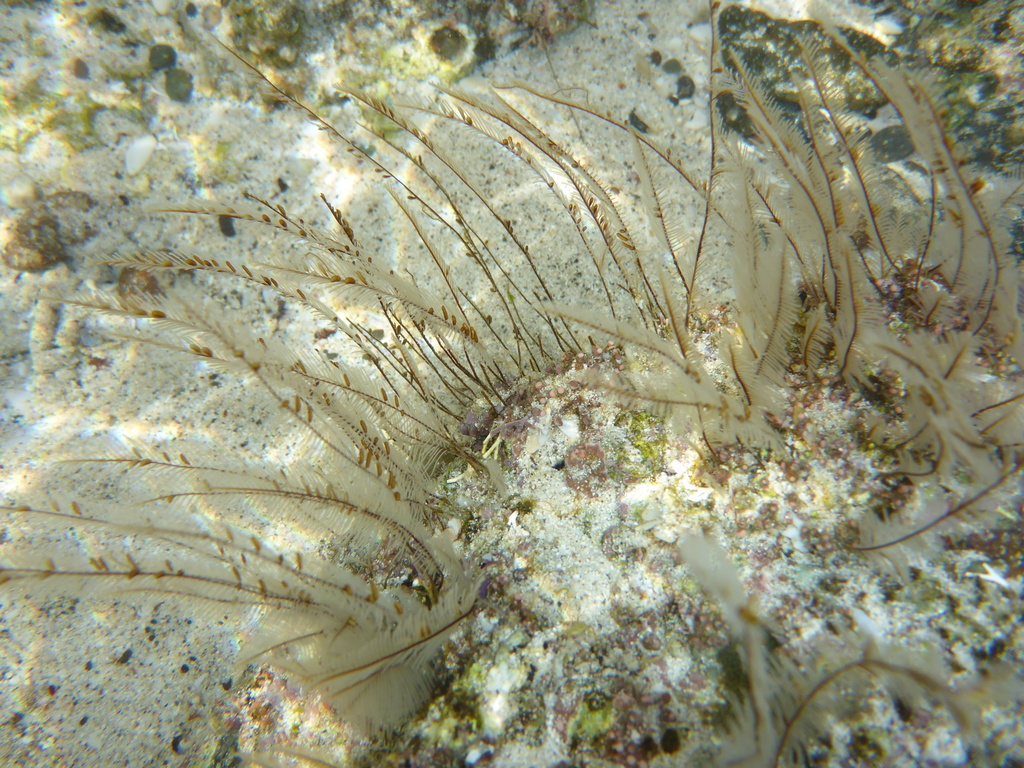 Aglaophenia diegensis