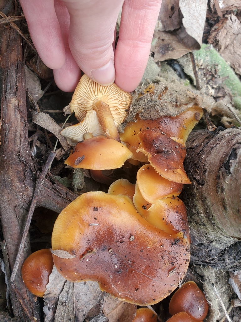 Flammulina velutipes · January 2026 · photo: © kkucera (iNaturalist, cc-by)
