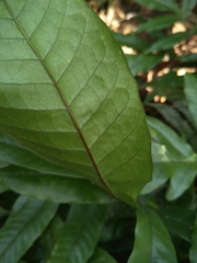 Tectaria harlandii