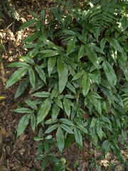 Tectaria harlandii