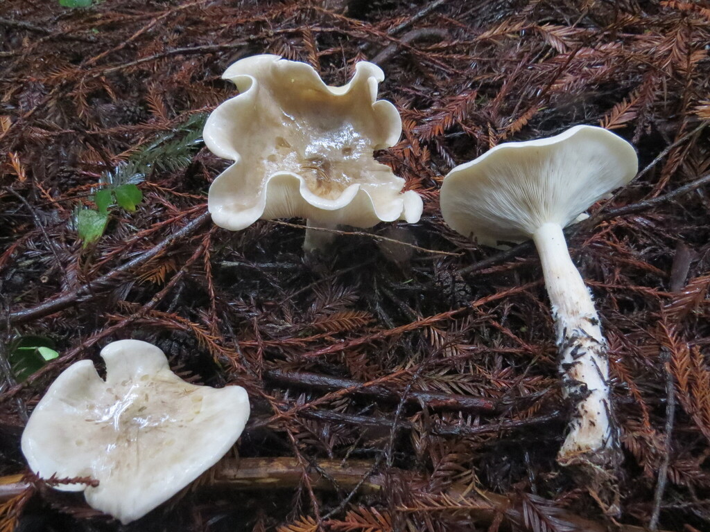 Clitocybe nebularis · January 2026 · photo: © garth_harwood (iNaturalist, cc-by)