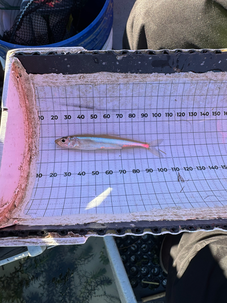 Japanese smelt (Hypomesus nipponensis) — Osmeridae