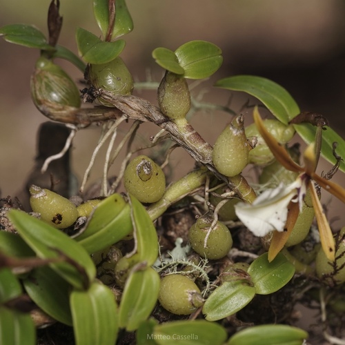 Dinema polybulbon, photograph 3