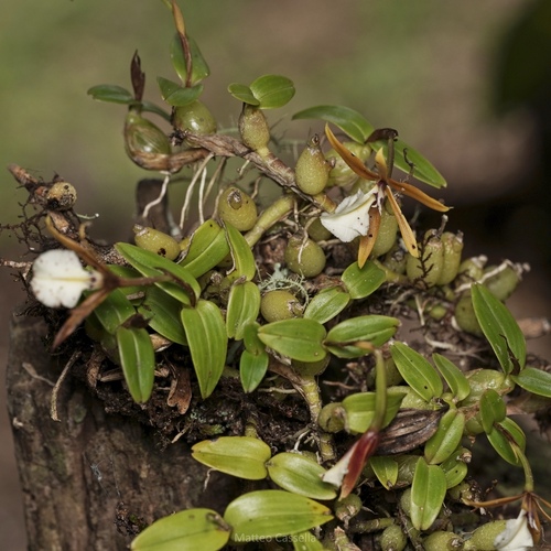 Dinema polybulbon, photograph 4
