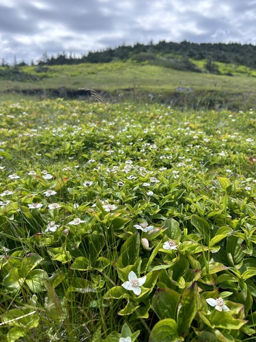 Lepage's Bunchberry (Cornus ×)