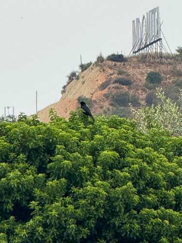 Austral Blackbird (Curaeus curaeus), photo 3