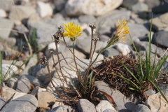 Crepis chrysantha