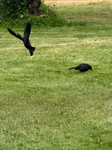 Austral Blackbird (Curaeus curaeus), photo 4
