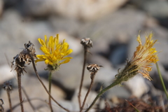Crepis chrysantha