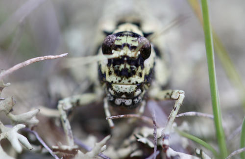 Angaracris barabensis