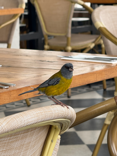 Grey-hooded Sierra Finch (Phrygilus gayi), photo 4