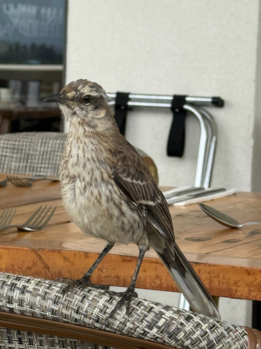 Chilean Mockingbird (Mimus thenca), photo 4