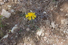 Crepis chrysantha