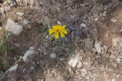 Crepis chrysantha