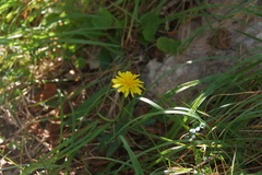 Crepis chrysantha