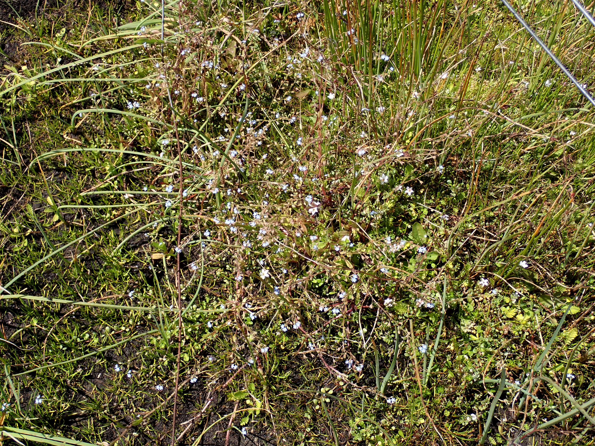 Tufted forget-me-not