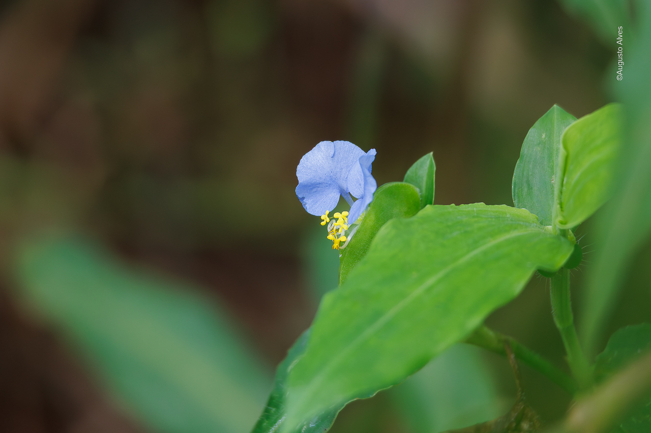 Commelina erecta