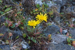 Crepis chrysantha