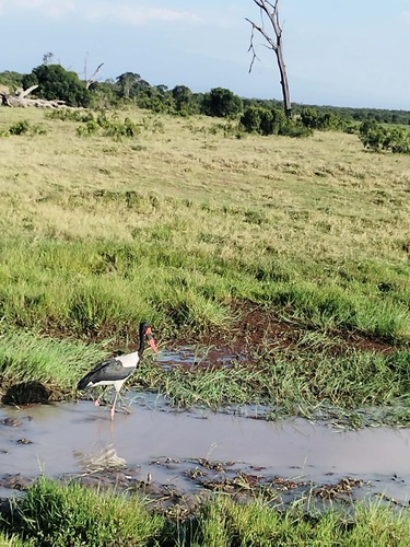Saddle-billed Stork (Ephippiorhynchus senegalensis), photo 4