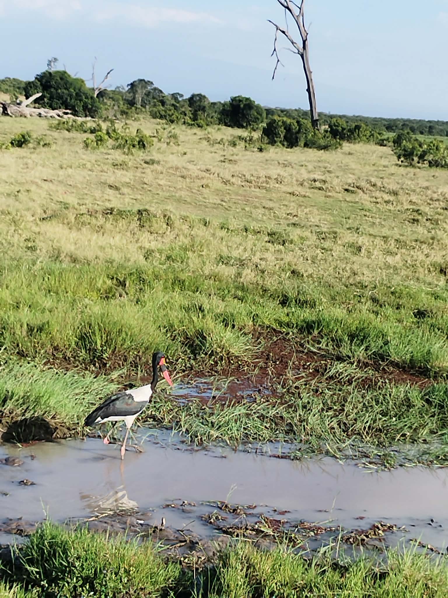 Saddle-billed Stork (Ephippiorhynchus senegalensis), photo 4