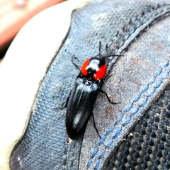 Elater decorus