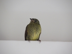 Olive-Striped Flycatcher photo 4