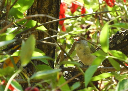 Rufous-browed Peppershrike (Cyclarhis gujanensis), photo 5