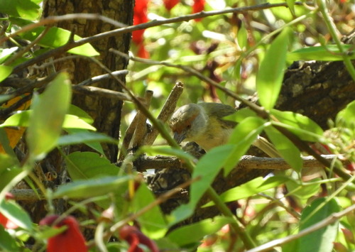Rufous-browed Peppershrike (Cyclarhis gujanensis), photo 4