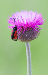 Zygaena brizae