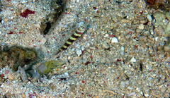 Amblyeleotris wheeleri