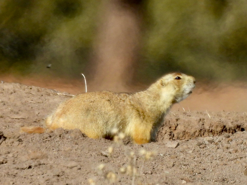Gunnison's Prairie Dog observed by adrianj