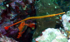 Dunckerocampus pessuliferus