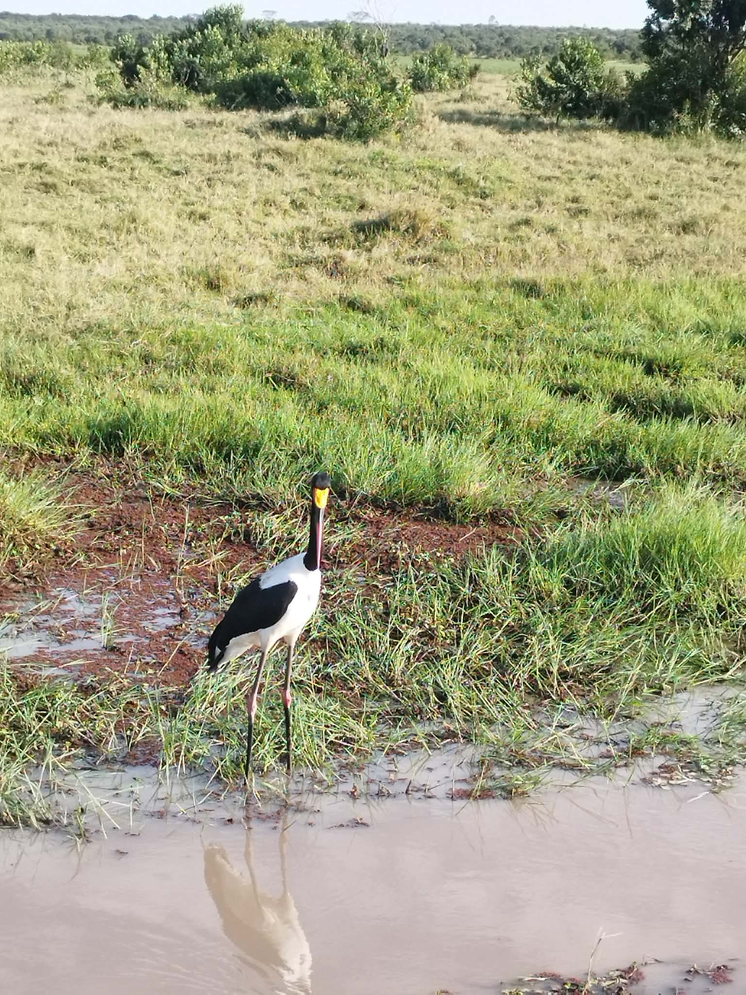 Saddle-billed Stork (Ephippiorhynchus senegalensis), photo 5