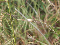 Oebalus