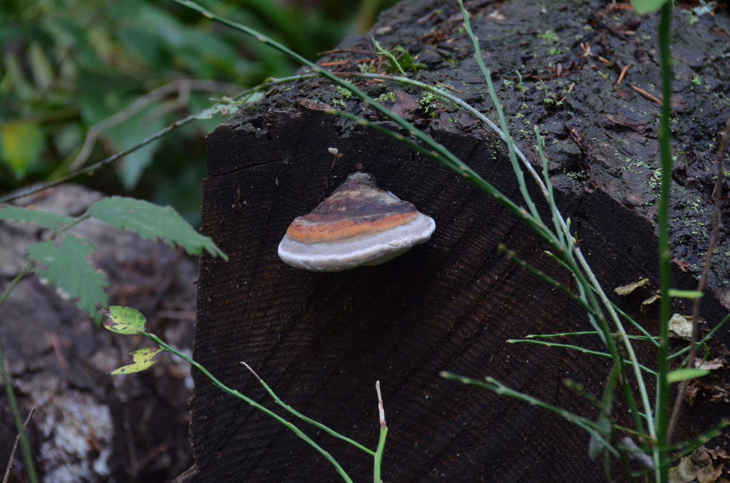 Fomitopsis mounceae · November 2025 · photo: © lothlin (iNaturalist, cc-by)